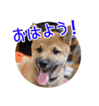 柴犬の楓太朗（個別スタンプ：1）