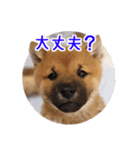 柴犬の楓太朗（個別スタンプ：18）