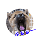 柴犬の楓太朗（個別スタンプ：20）