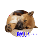 柴犬の楓太朗（個別スタンプ：21）