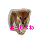 豆柴らいす（個別スタンプ：1）