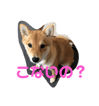 豆柴らいす（個別スタンプ：2）