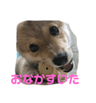 豆柴らいす（個別スタンプ：3）
