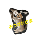 豆柴らいす（個別スタンプ：6）