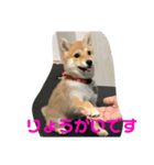 豆柴らいす（個別スタンプ：7）