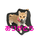 豆柴らいす（個別スタンプ：8）