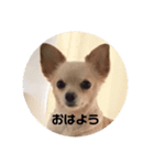 とりすたんぷ 〜特別編〜（個別スタンプ：1）
