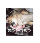 とりすたんぷ 〜特別編〜（個別スタンプ：3）