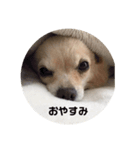 とりすたんぷ 〜特別編〜（個別スタンプ：4）