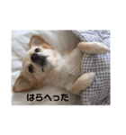 とりすたんぷ 〜特別編〜（個別スタンプ：7）