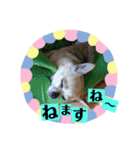 妖怪足舐めずり（チワワ）（個別スタンプ：1）