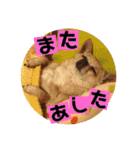 妖怪足舐めずり（チワワ）（個別スタンプ：2）