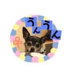 妖怪足舐めずり（チワワ）（個別スタンプ：3）