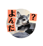 妖怪足舐めずり（チワワ）（個別スタンプ：4）