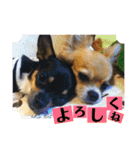妖怪足舐めずり（チワワ）（個別スタンプ：7）