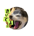 妖怪足舐めずり（チワワ）（個別スタンプ：8）