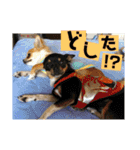妖怪足舐めずり（チワワ）（個別スタンプ：9）