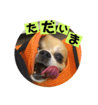 妖怪足舐めずり（チワワ）（個別スタンプ：11）