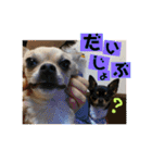 妖怪足舐めずり（チワワ）（個別スタンプ：13）