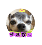 妖怪足舐めずり（チワワ）（個別スタンプ：14）