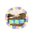 妖怪足舐めずり（チワワ）（個別スタンプ：15）