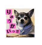 妖怪足舐めずり（チワワ）（個別スタンプ：16）