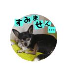 妖怪足舐めずり（チワワ）（個別スタンプ：17）