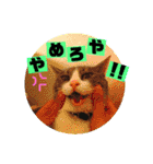 妖怪足舐めずり（チワワ）（個別スタンプ：19）