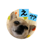 妖怪足舐めずり（チワワ）（個別スタンプ：20）