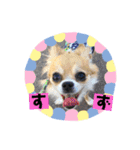 妖怪足舐めずり（チワワ）（個別スタンプ：23）