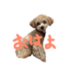 マルプーの煌ちゃん(こうちゃん)（個別スタンプ：1）
