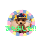マルプーの煌ちゃん(こうちゃん)（個別スタンプ：2）