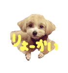 マルプーの煌ちゃん(こうちゃん)（個別スタンプ：4）