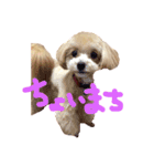 マルプーの煌ちゃん(こうちゃん)（個別スタンプ：5）