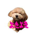 マルプーの煌ちゃん(こうちゃん)（個別スタンプ：9）