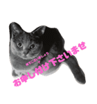 ねこの何気ない事（個別スタンプ：2）
