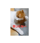 ねこの何気ない事（個別スタンプ：5）