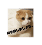 ねこの何気ない事（個別スタンプ：6）