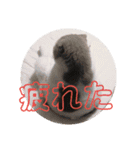 ねこの何気ない事（個別スタンプ：7）