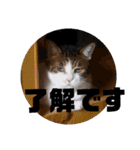 ねこの何気ない事（個別スタンプ：8）