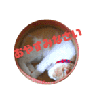 ねこの何気ない事（個別スタンプ：9）