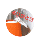 ねこの何気ない事（個別スタンプ：10）