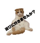 ねこの何気ない事（個別スタンプ：11）