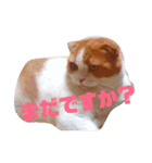 ねこの何気ない事（個別スタンプ：12）