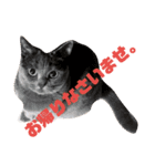 ねこの何気ない事（個別スタンプ：14）