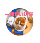 ねこの何気ない事（個別スタンプ：15）