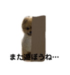 ポメラニアンのルークです。（個別スタンプ：2）
