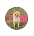 ポメラニアンのルークです。（個別スタンプ：3）