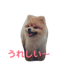 ポメラニアンのルークです。（個別スタンプ：4）