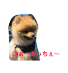 ポメラニアンのルークです。（個別スタンプ：6）